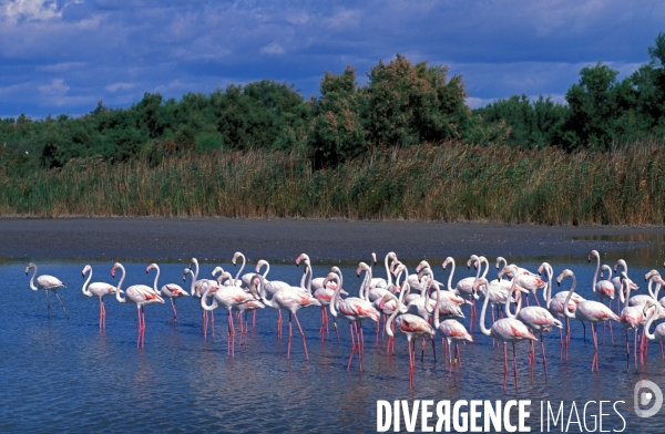 Camargue, le delta farouche