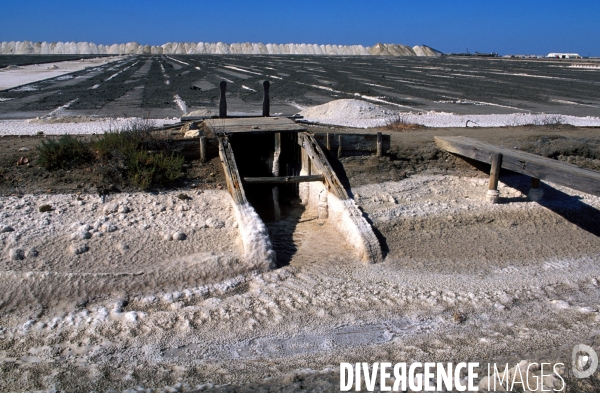 Camargue, le delta farouche