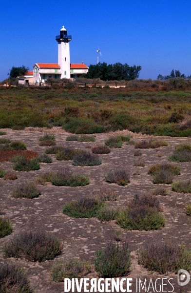 Camargue, le delta farouche