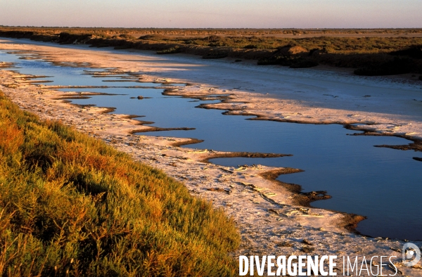 Camargue, le delta farouche