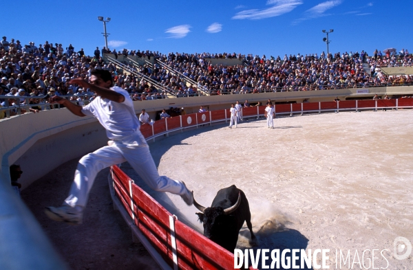 Camargue , le delta farouche