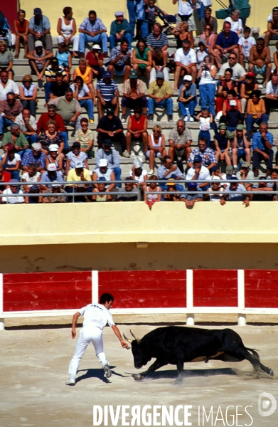 Camargue , le delta farouche