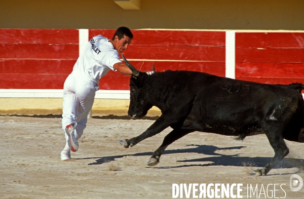 Camargue , le delta farouche