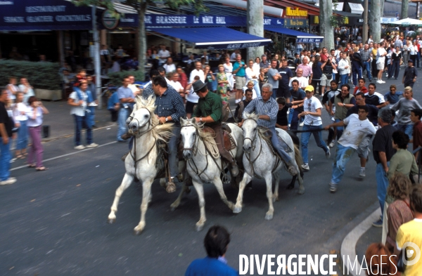 Camargue , le delta farouche