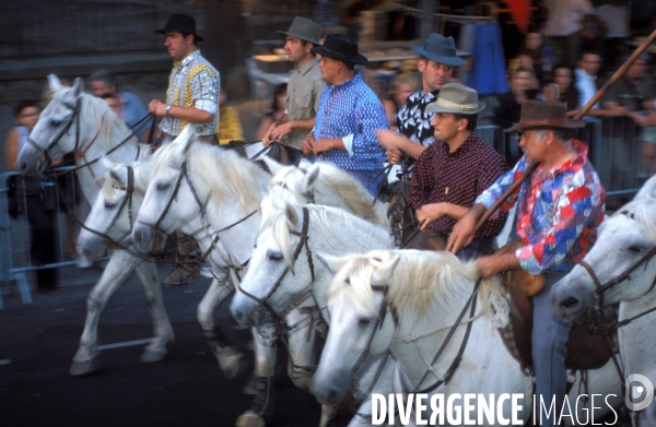 Camargue , le delta farouche