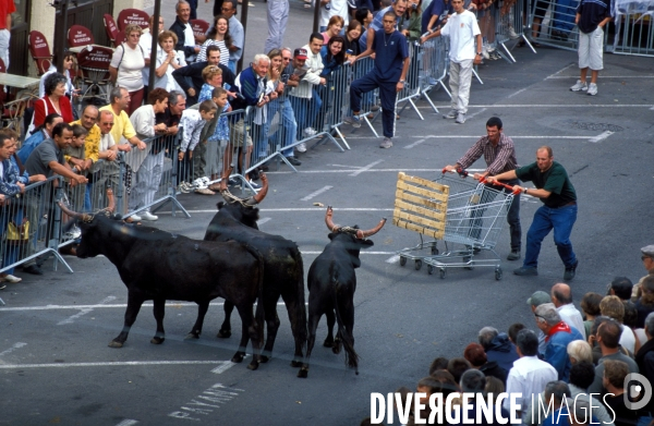 Camargue , le delta farouche