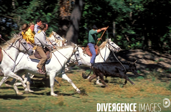 Camargue , le delta farouche