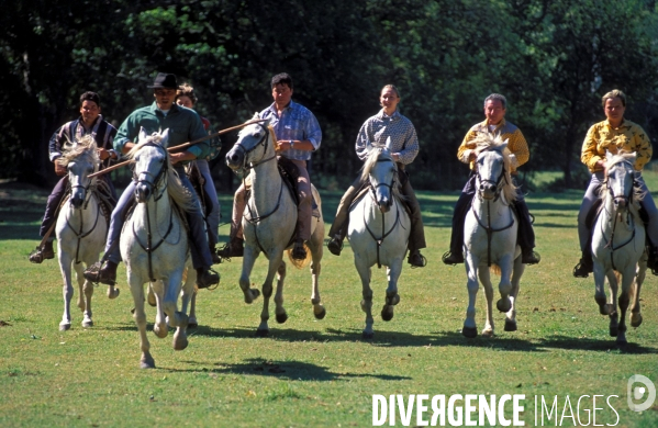 Camargue , le delta farouche