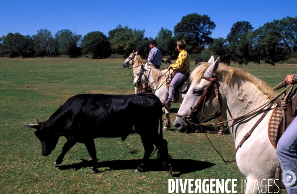 Camargue , le delta farouche