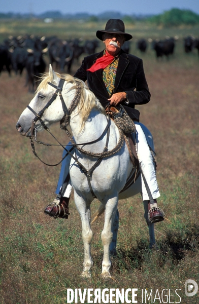 Camargue , le delta farouche