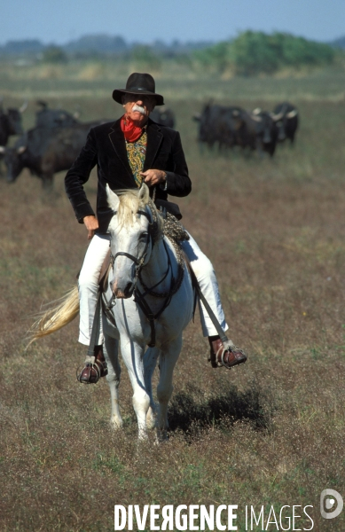 Camargue , le delta farouche