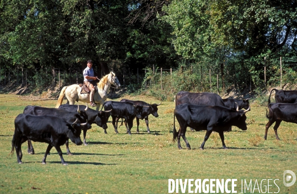 Camargue , le delta farouche