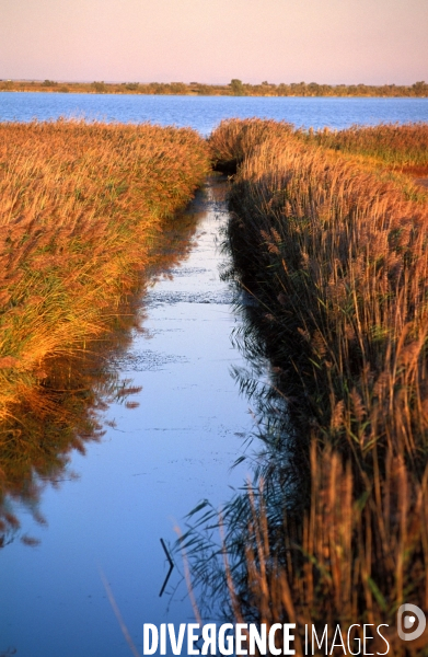 Camargue , le delta farouche