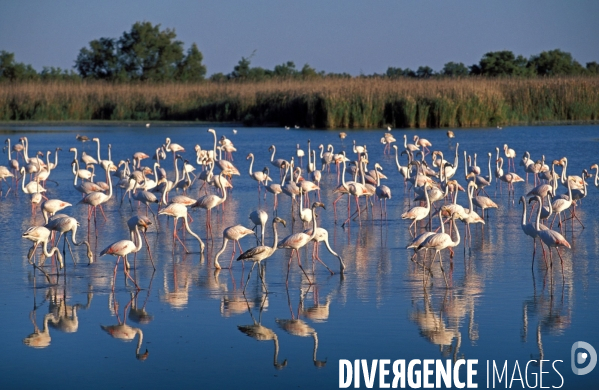 Camargue , le delta farouche