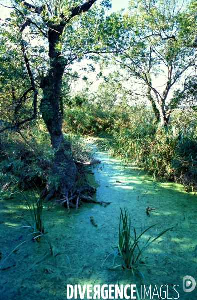 Camargue , le delta farouche