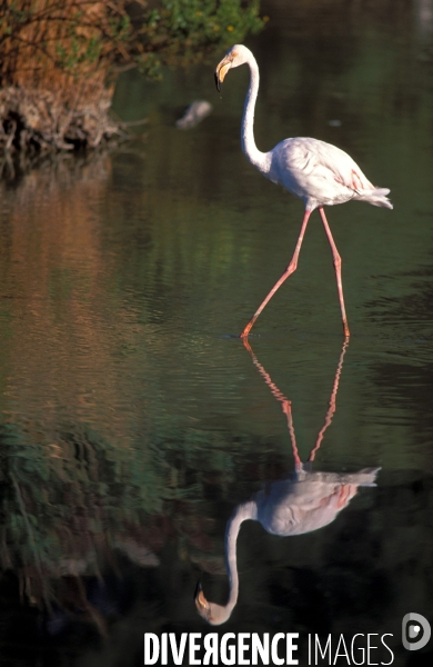 Camargue , le delta farouche