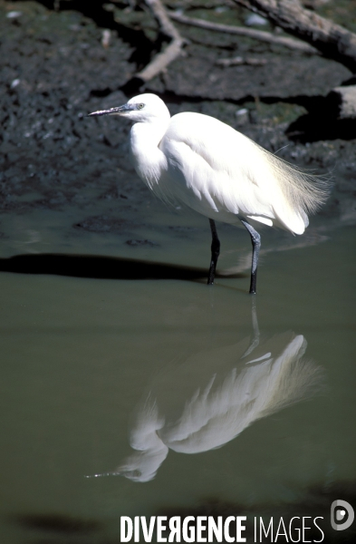 Camargue , le delta farouche