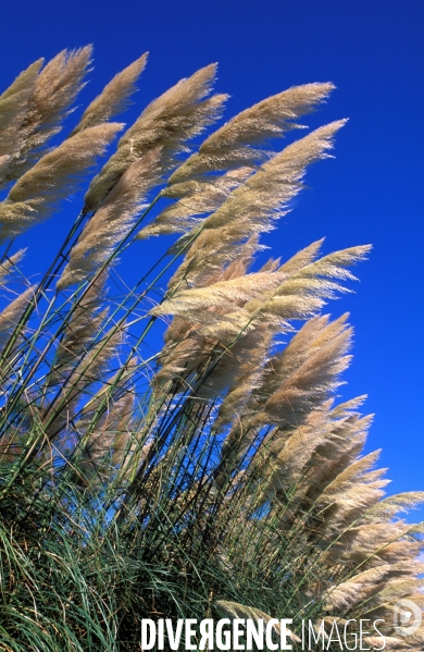 Camargue , le delta farouche