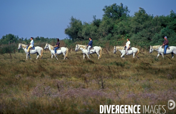 Camargue , le delta farouche