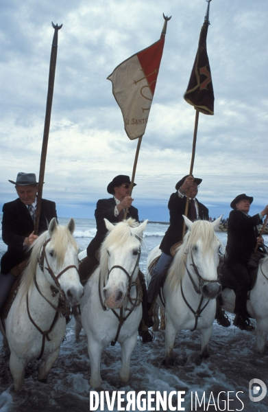 Camargue , le delta farouche