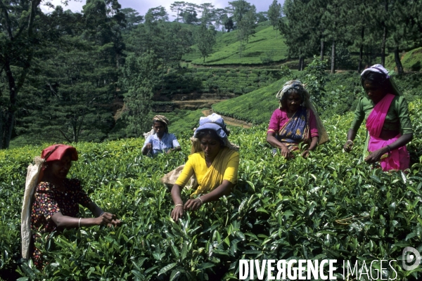 Sri Lanka , au fil des hotels coloniaux