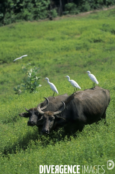 Sri Lanka , au fil des hotels coloniaux