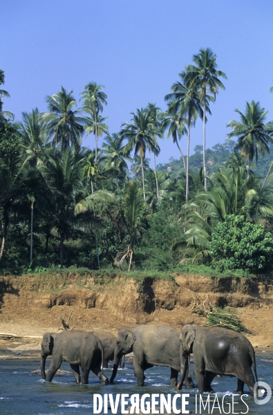 Sri Lanka , au fil des hotels coloniaux