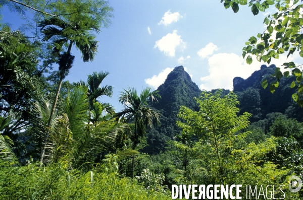 A la poursuite des diamants verts
