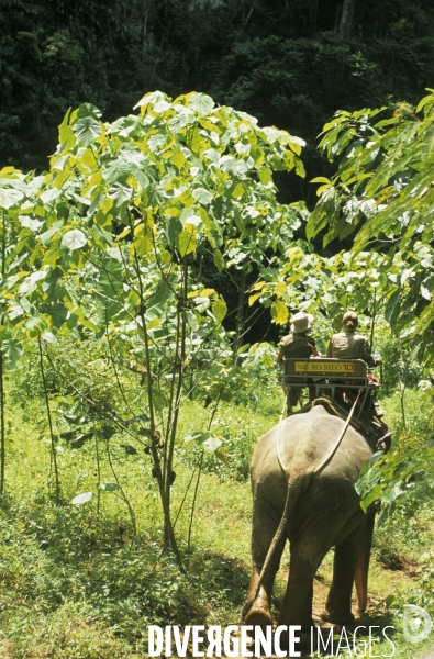 A la poursuite des diamants verts