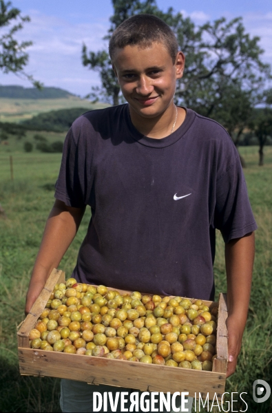 La mirabelle de Lorraine