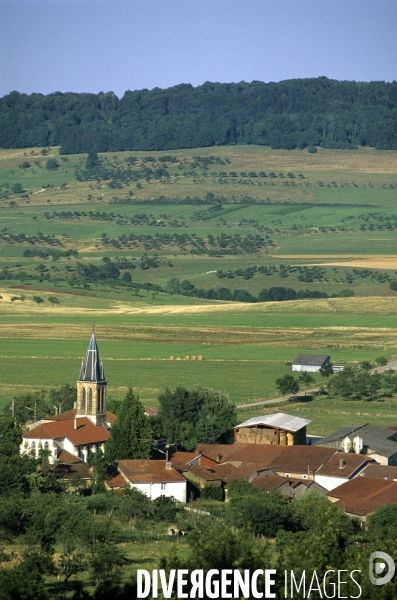 La mirabelle de Lorraine