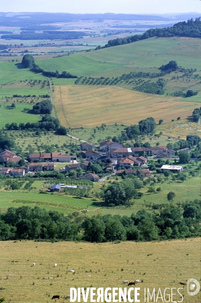 La mirabelle de Lorraine