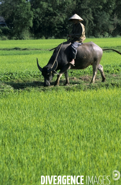 Hoi An , le Vietnam preserve