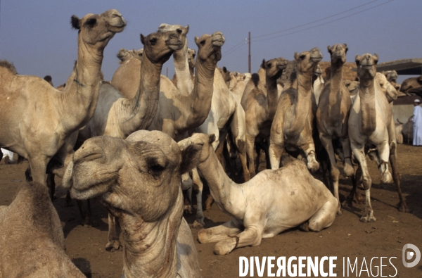 Le Caire des souks