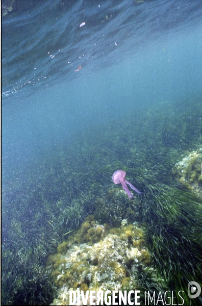 Proliferation de méduses en Méditerranée