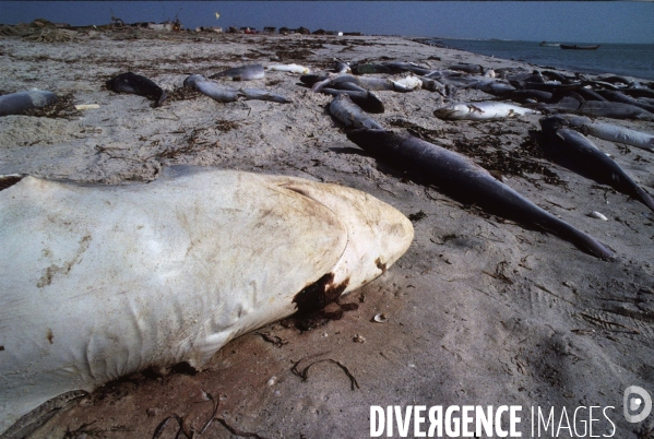 Peche et commerce d ailerons  de requins sur les cotes africaines.