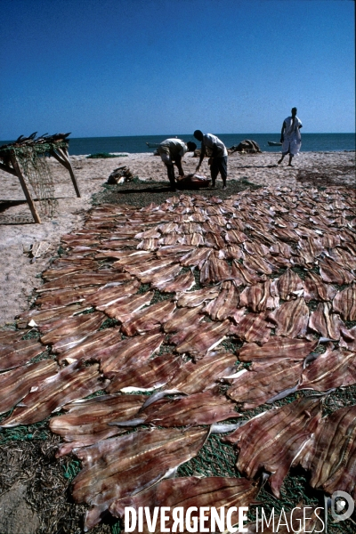 Peche et commerce d ailerons  de requins sur les cotes africaines.