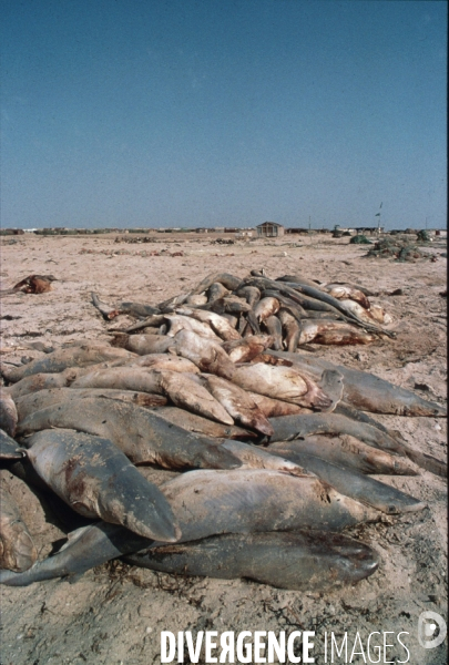 Peche et commerce d ailerons  de requins sur les cotes africaines.