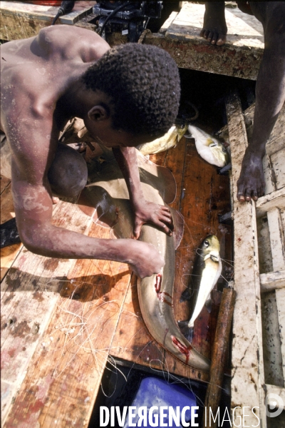 Peche et commerce d ailerons  de requins sur les cotes africaines.