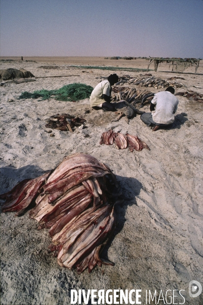 Peche et commerce d ailerons  de requins sur les cotes africaines.