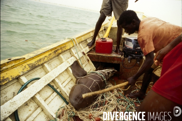 Peche et commerce d ailerons  de requins sur les cotes africaines.