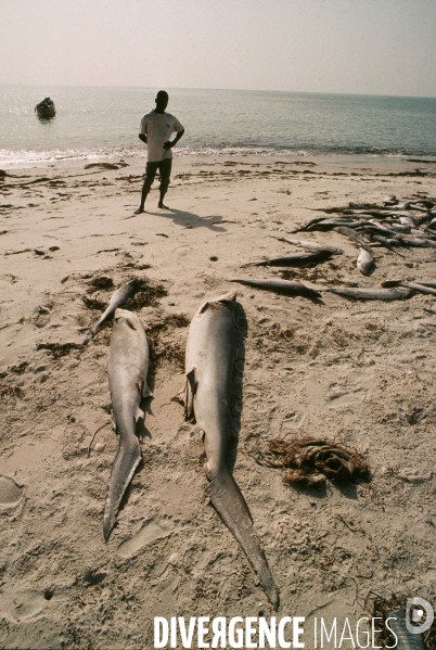 Peche et commerce d ailerons  de requins sur les cotes africaines.