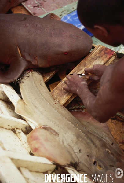 Peche et commerce d ailerons  de requins sur les cotes africaines.