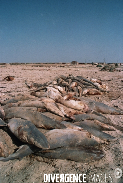 Peche et commerce d ailerons  de requins sur les cotes africaines.