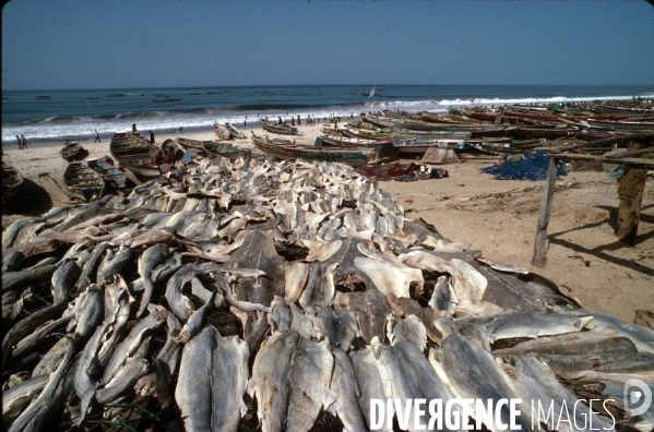 Peche et commerce d ailerons  de requins sur les cotes africaines.