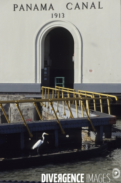 Bird on a lock.