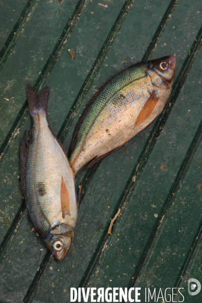 Peche en Mediterranee