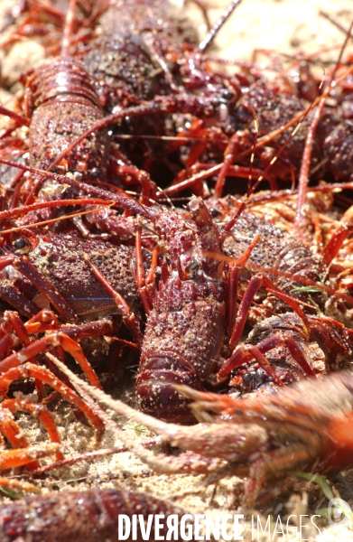 Filiere de la langouste: Peche dans l  Ocean Indien