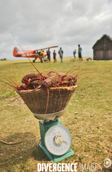 Filiere de la langouste: Ocean Indien