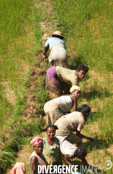 RIZ   Madagascar